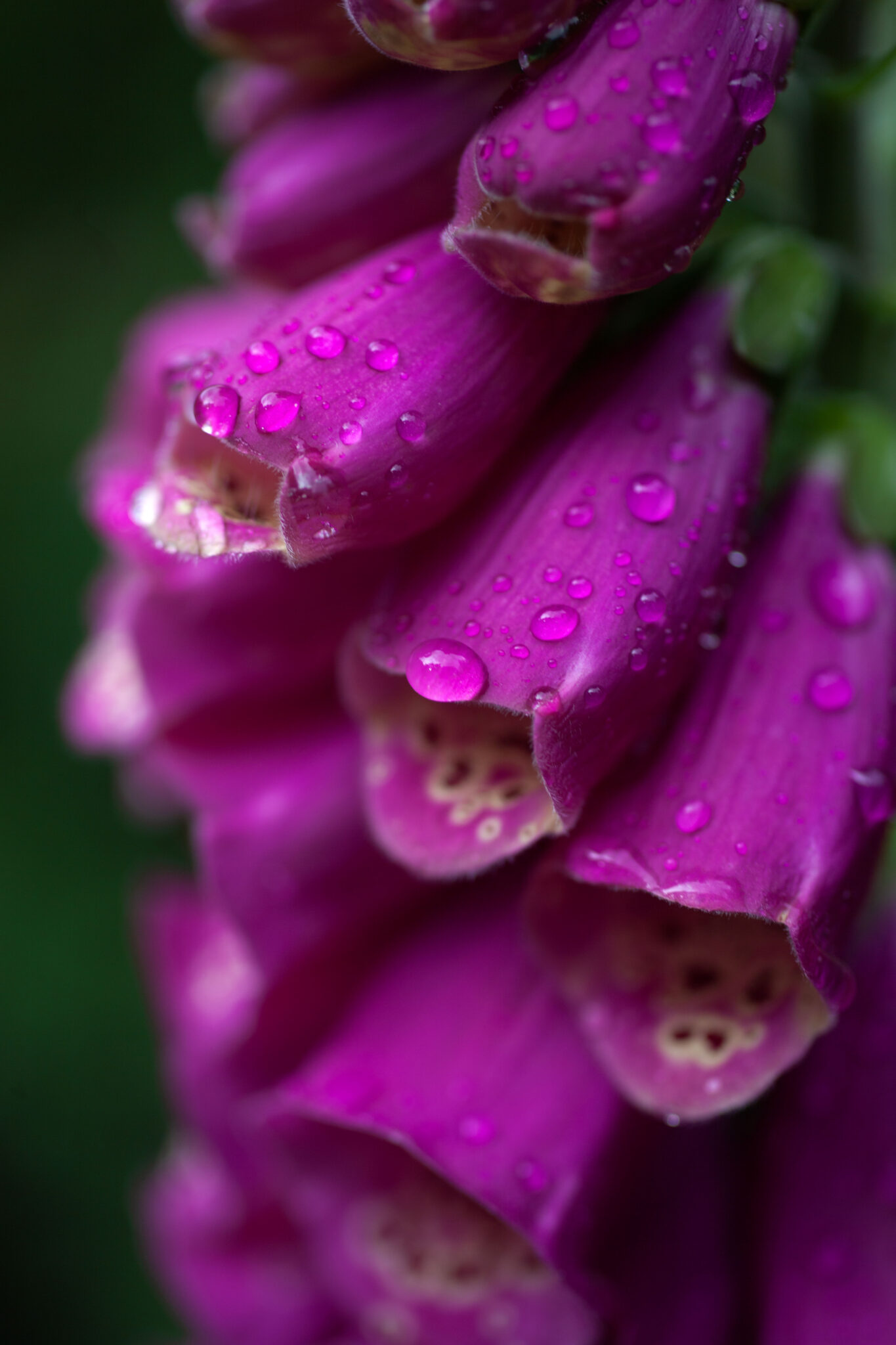 Foxglove